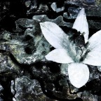 Edelweiss