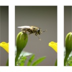 Bee Right